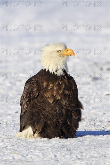 Bald eagle