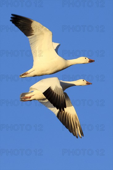 Snow goose