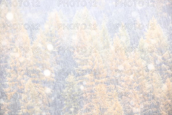 Larch forest during snowfall