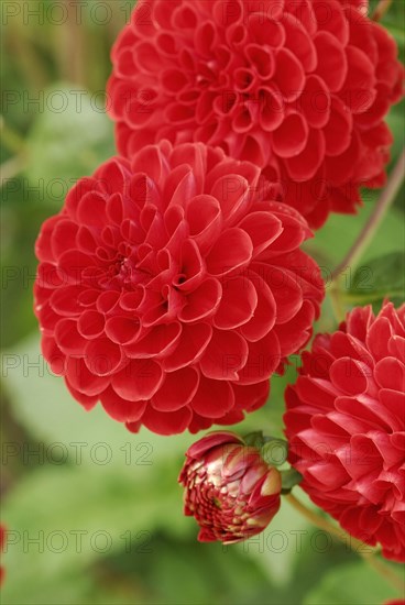 Pompon-Dahlia