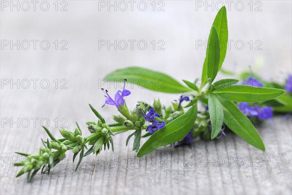 Hyssop