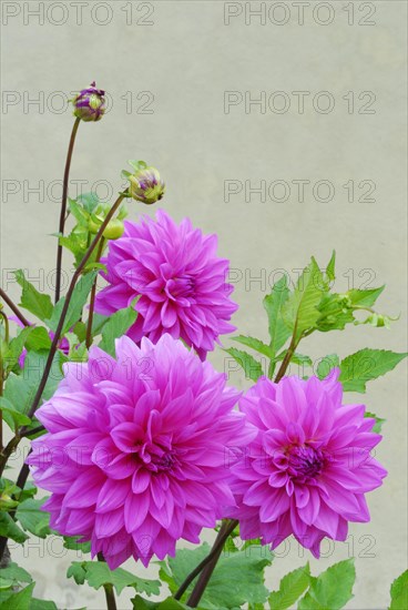 Dahlia spec.