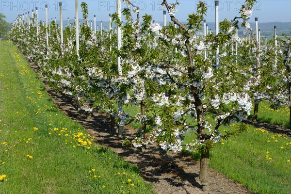 Cherry trees on trellis