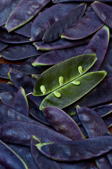 Violet pods