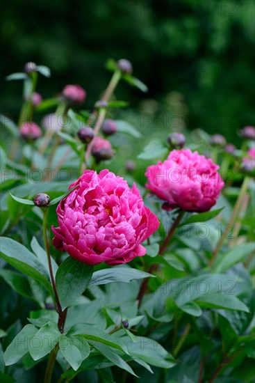 Peony