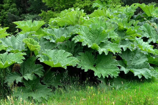 Gunnera