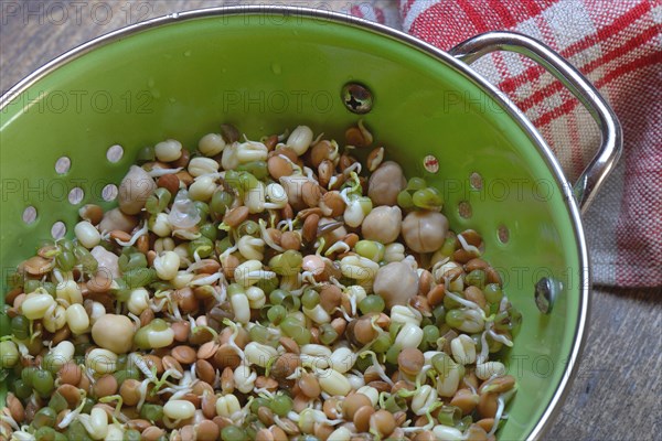 Mixed sprouts of lentils