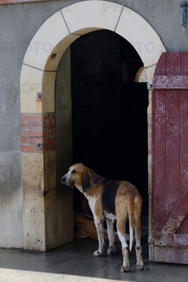 Hunting dogs in the kennel of Cheverny Castle