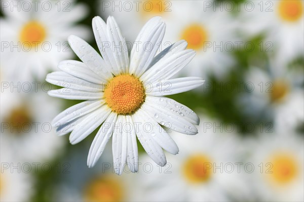 Ox-eye daisy