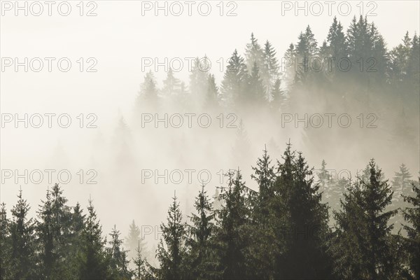 Forest in the fog