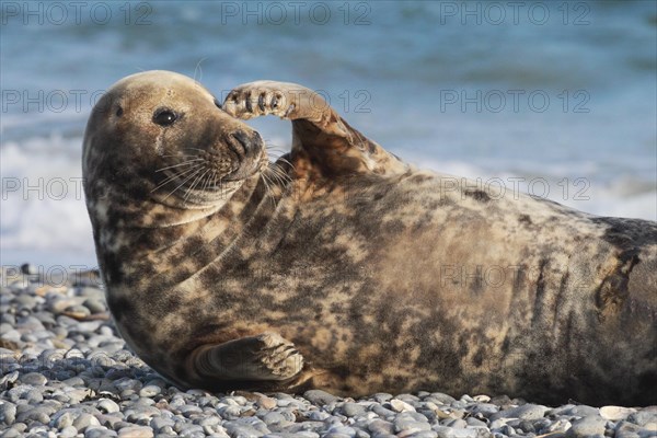 Grey seal