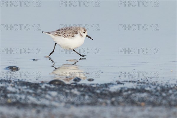 Sanderling