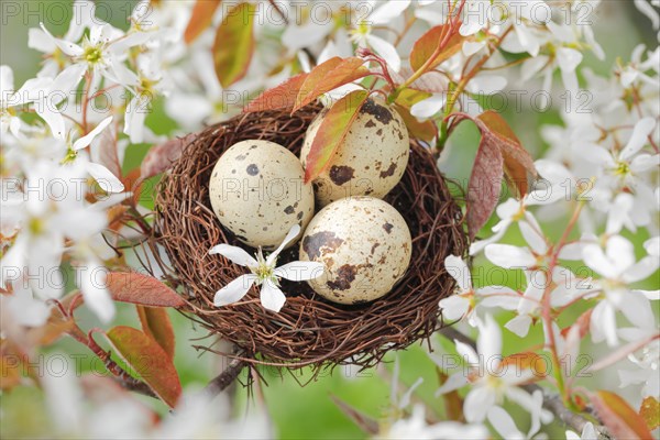 Nest in weeping pear tree