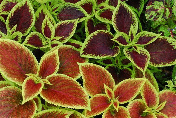 Coleus nettle