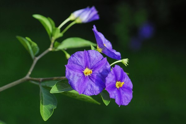 Blue Potato Bush