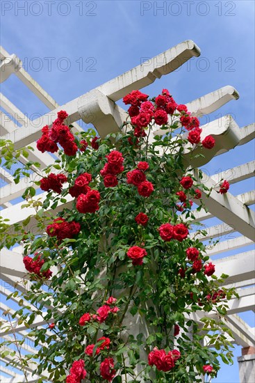 Climbing rose