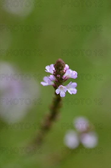 Common vervain