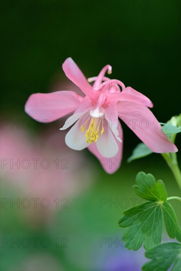 European Columbine or Granny's Nightcap