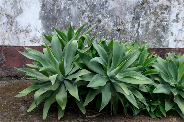 Swan-neck Sagave