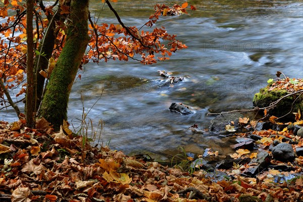 Wutach Gorge