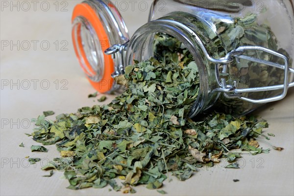 Dried Moringa leaves