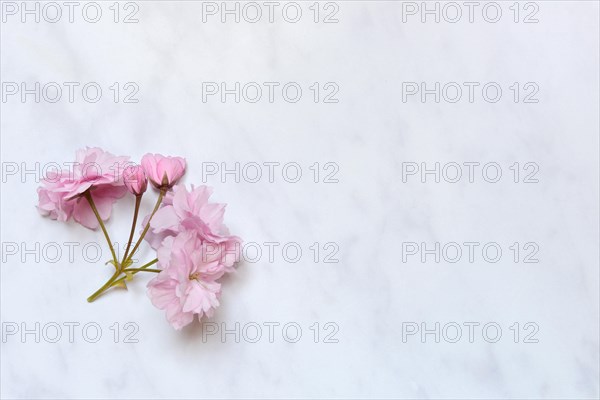 Japanese decorative cherry