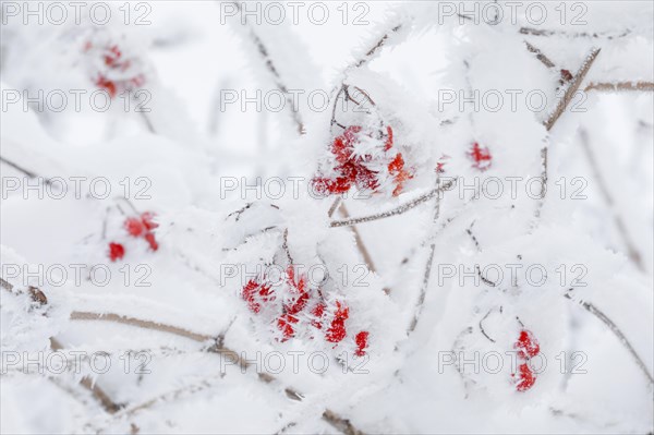 Common snowball with hoarfrost