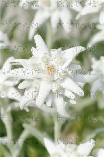 Alpine Edelweiss