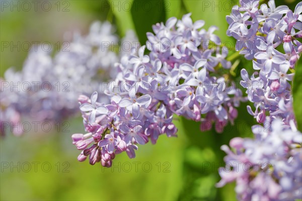 Common Common Lilac