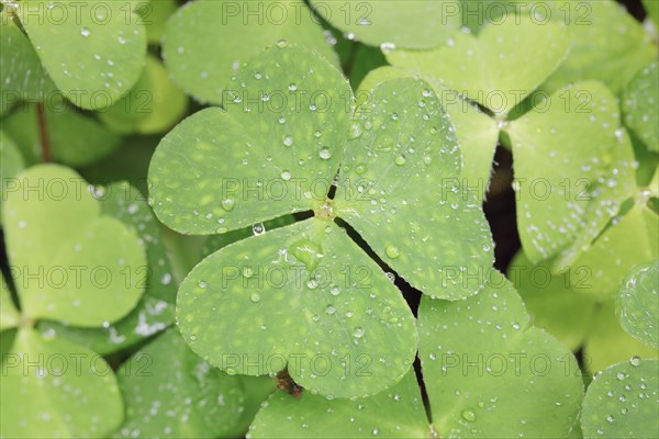 Forest clover with water drop