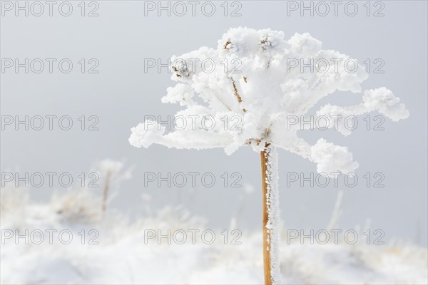 Ice detail on chervil