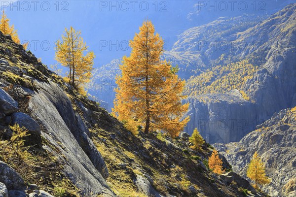 Aletsch glacier and larches