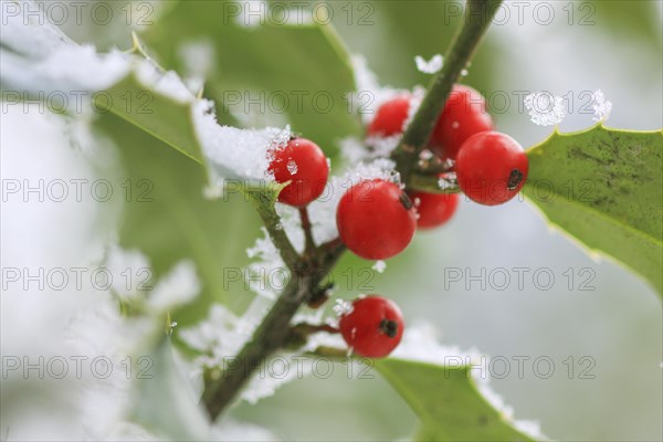 European holly in the forest