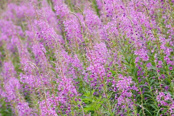 Narrow-leaved willowherb