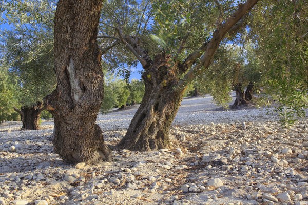 Olive grove in Andujar