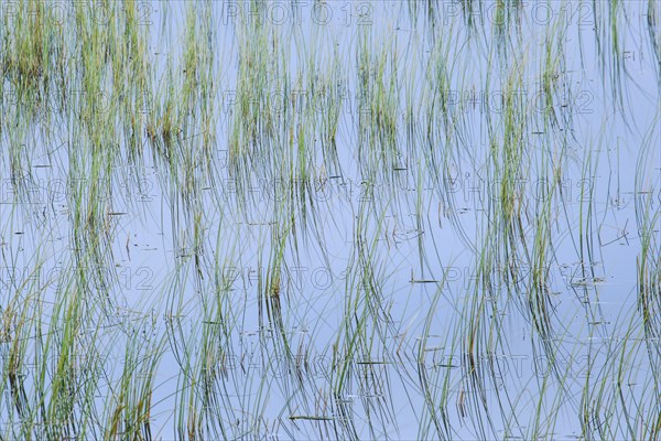 Leaves of grass reflected in the water