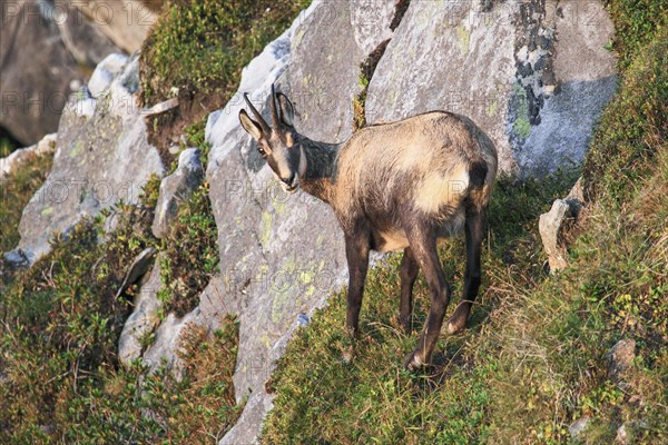 Chamois