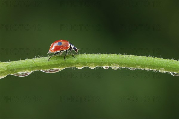 Two-spot ladybird on blade of grass