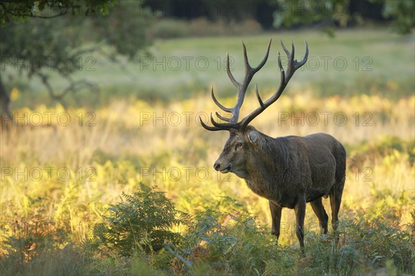 Red Deer or Hart