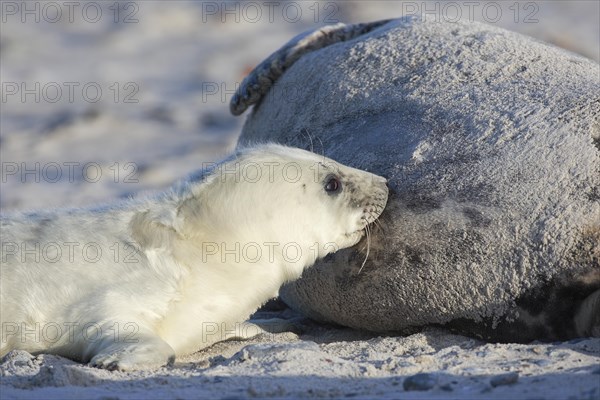 Grey seal