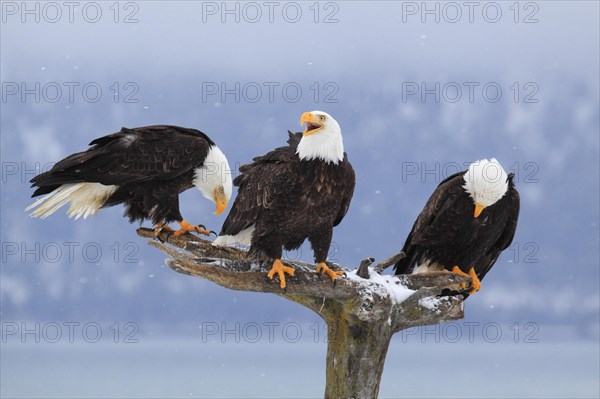 Bald eagle