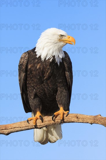 Bald eagle