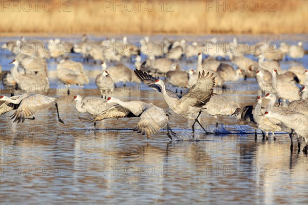 Sandhill crane