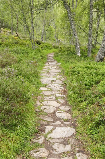 Footpath in birch forest