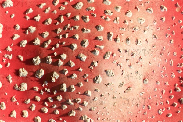 Fly agaric