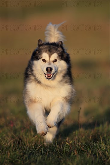 Alaskan Malamute