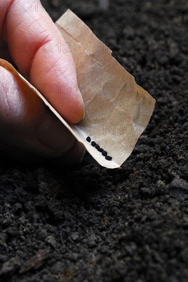 Sowing of flower seeds