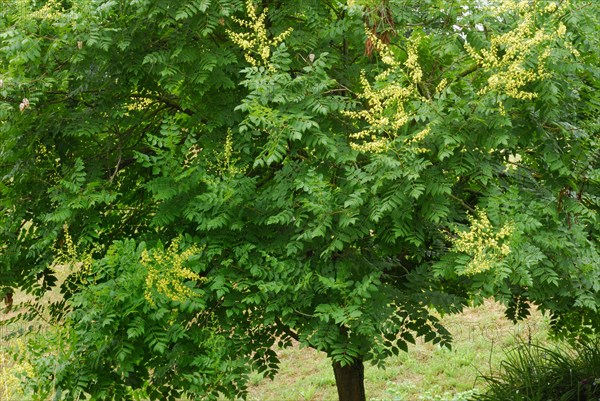 Rispigergoldenrain tree