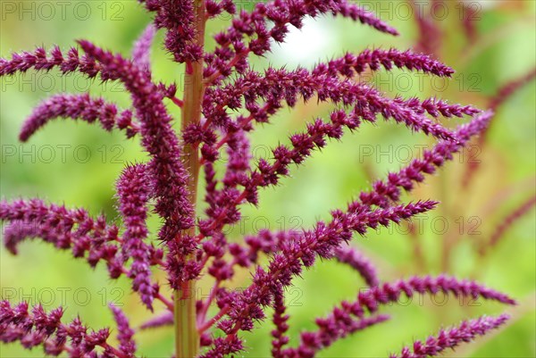 (Amaranthus spec)