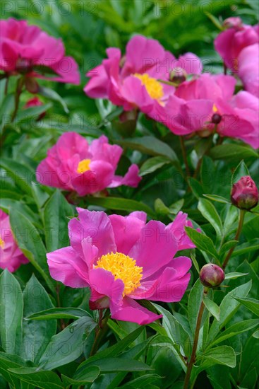 Chinese peony